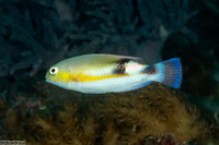 Choerodon jordani (Blackwedge Tuskfish)