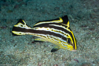 Diagramma pictum (Silver Sweetlips)