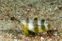 Iniistius pavo (Peacock Razorfish)