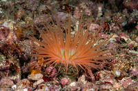 Cerianthus filiformis (Cerianthus Filiformis)