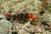 Oxycheilinus celebicus (Celebes Wrasse)