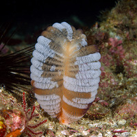 Virgularia sp.1 (Virgularia sp.1)