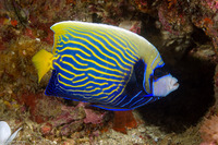 Pomacanthus imperator (Emperor Angelfish)