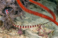 Dunckerocampus dactyliophorus (Ringed Pipefish)
