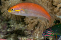 Stethojulis interrupta (Cutribbon Wrasse)