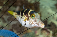Canthigaster valentini (Black-Saddled Toby)