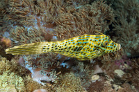 Aluterus scriptus (Scrawled Filefish)