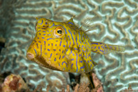 Lactoria fornasini (Thornback Cowfish)