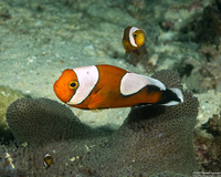 Amphiprion polymnus (Saddleback Anemonefish)