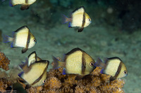 Dascyllus reticulatus (Reticulated Dascyllus)