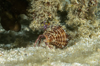 Pylopaguropsis fimbriata (Tasseled Hermit Crab)
