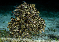 Plotosus lineatus (Striped Catfish)