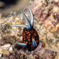 Roboastra gracilis (Slender Roboastra)