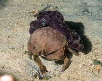 Lauridromia dehaani (De Haan's Sponge Crab)