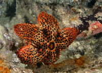Euretaster insignis (Striking Sea Star)