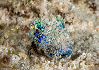 Euprymna berryi (Berry's Bobtail Squid)