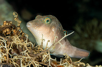 Canthigaster compressa (Fingerprint Toby)
