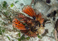 Dendrochirus zebra (Zebra Lionfish)