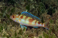 Nemipterus furcosus (Fork-Tailed Threadfin Bream)