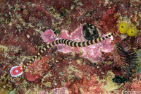 Dunckerocampus dactyliophorus (Ringed Pipefish)