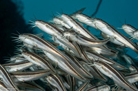 Plotosus lineatus (Striped Catfish)