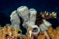 Amphimedon sp.1 (Vase Sponge)