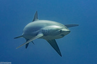 Alopias pelagicus (Pelagic Thresher Shark)