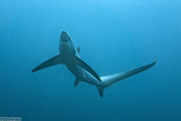 Alopias pelagicus (Pelagic Thresher Shark)