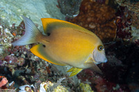 Ctenochaetus tominiensis (Tomini Bristletooth)