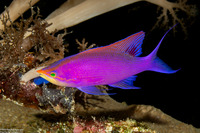 Pseudanthias tuka (Purple Anthias)