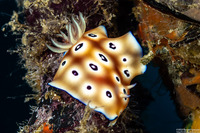 Goniobranchus leopardus (Leopard Nudibranch)