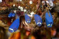 Clavelina robusta (Robust Clavelina)