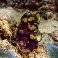 Polycarpa aurata (Ink-Spot Sea Squirt)