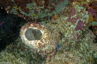 Diacarnus sp.2 (Diacarnus sp.2)