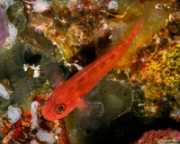 Trimma yanoi (Yano's Dwarfgoby)