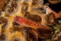 Trimma yanoi (Yano's Dwarfgoby)