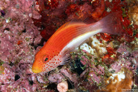 Paracirrhites forsteri (Freckled Hawkfish)
