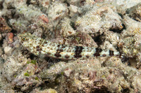 Synodus binotatus (Twospot Lizardfish)