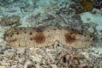Thelenota anax (Amberfish Sea Cucumber)