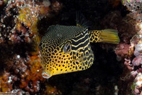 Ostracion solorense (Solor Boxfish)