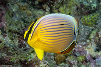Chaetodon lunulatus (Redfin Butterflyfish)