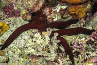 Leiaster speciosus (Velvety Sea Star)