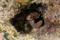 Domecia hispida (Shaggy Domecia)