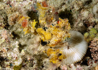 Camposcia retusa (Blunt Decorator Crab)