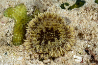 Heteractis malu (Delicate Sea Anemone)