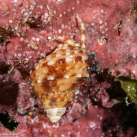 Pagurus sp.3 (Blue-Banded Pagurus)