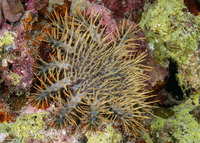 Acanthaster solaris (Crown-of-Thorns Star)