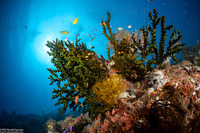 Tubastraea micranthus (Black Sun Coral)