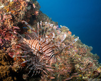 Pterois volitans (Red Lionfish)