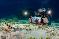 Myrichthys colubrinus (Harlequin Snake Eel)